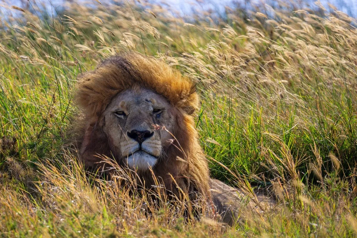 Manyara, Serengeti, Ngorongoro and Tarangire